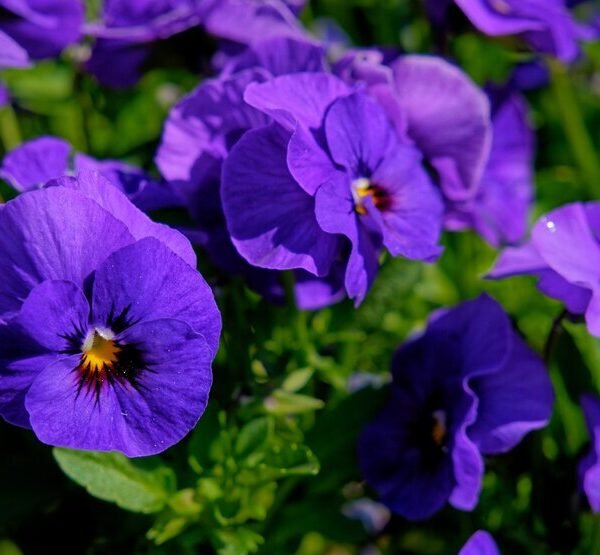 The Violeta: A Symbol of Elegance, Aroma and Culinary Delight