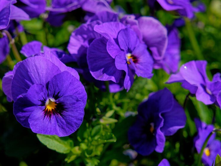 The Violeta: A Symbol of Elegance, Aroma and Culinary Delight