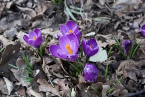 The Violeta: A Symbol of Elegance, Aroma, and Culinary Delight